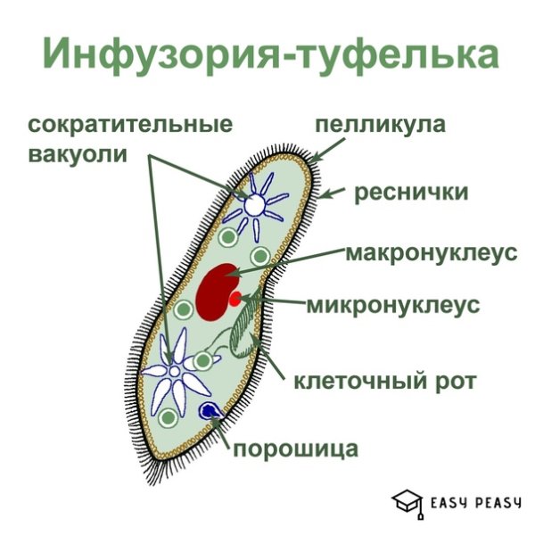 ПАРАМЕЦИЯ это инфузория туфелька