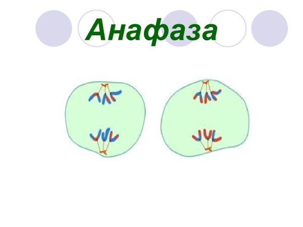 Анафаза митоза и мейоза