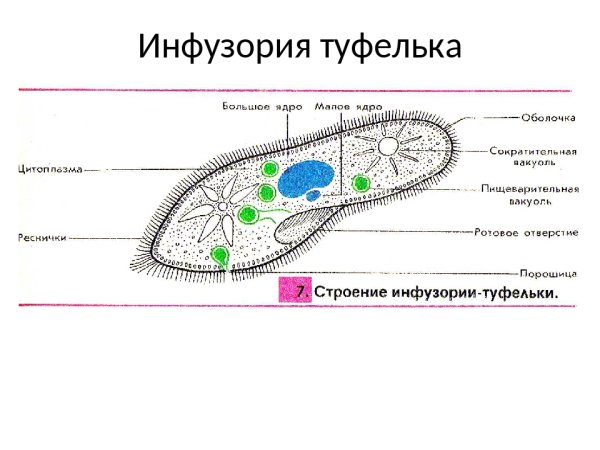 Инфузория туфелька ядерный аппарат