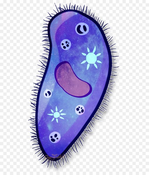 ПАРАМЕЦИЯ это инфузория туфелька