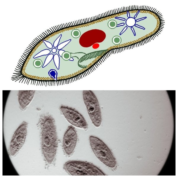 Органоиды инфузория туфелька