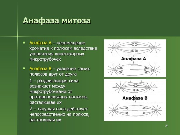 Анафаза митоза