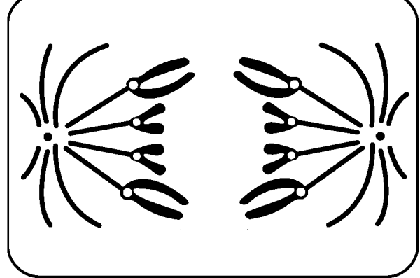 Анафаза мейоза 2 ЕГЭ