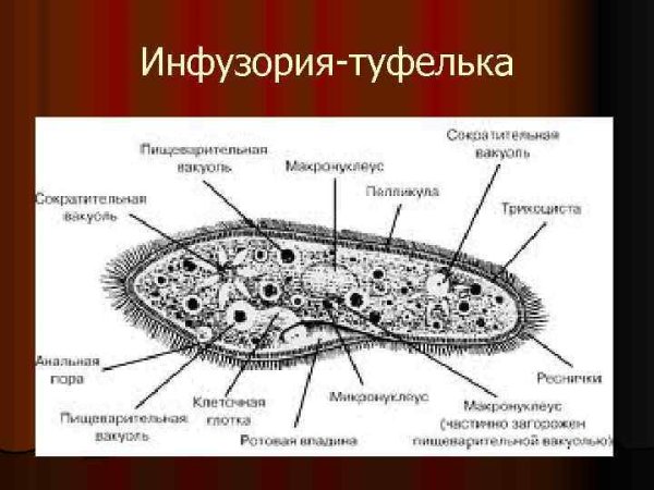 Строение клетки инфузории туфельки