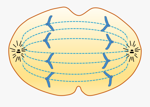 Анафаза митоза строение