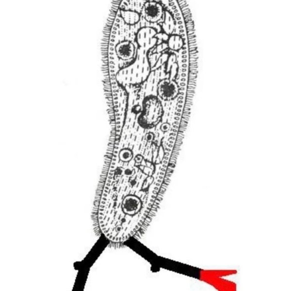 Инфузория туфелька Эволюция