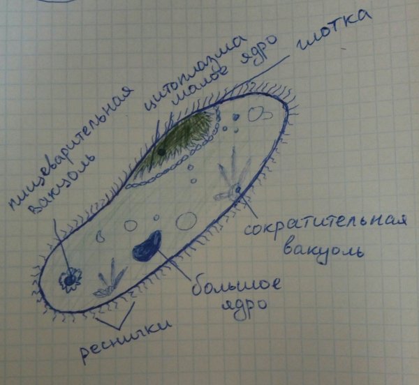 Строение инфузории туфельки под микроскопом