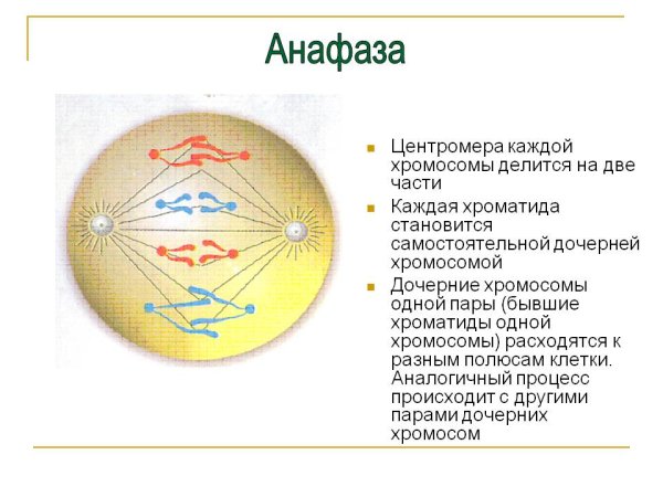 Анафаза митоза