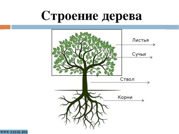 Строение дерева для детей