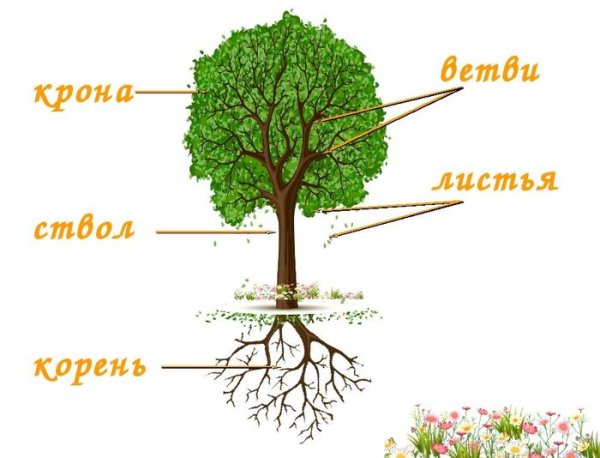 Строение дерева