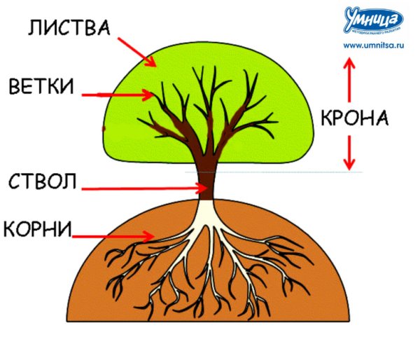 Строение дерева для детей