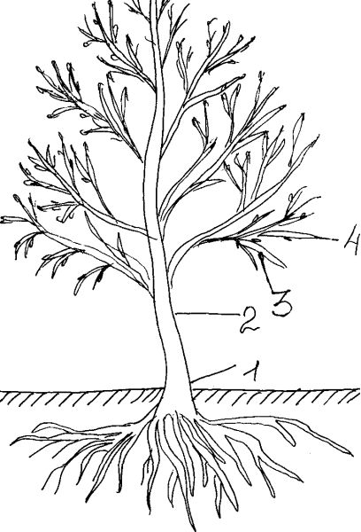 Части дерева для дошкольников