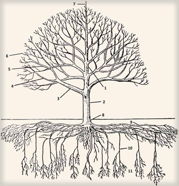 Корневая система яблони