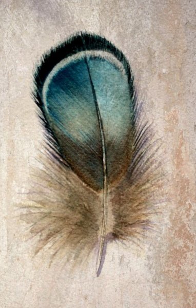 Перья птиц акварелью