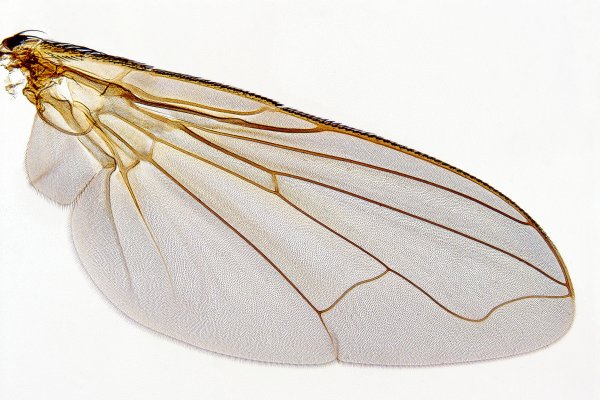 Крылья пчелы