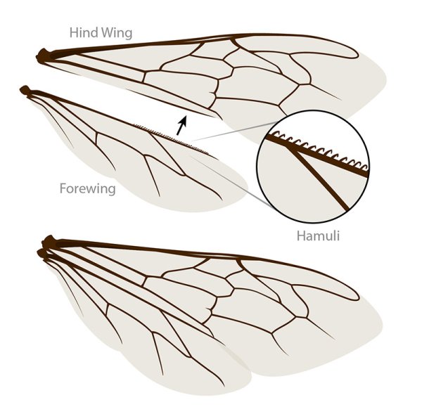 Крылья пчелы