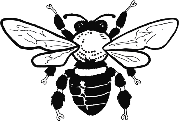 Контур крыльев пчелы