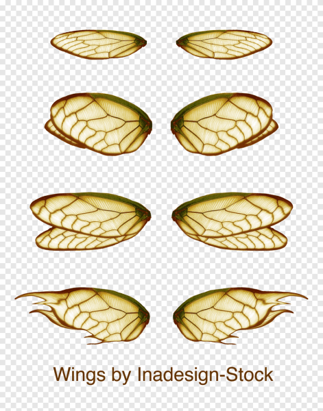 Крылышки пчелы