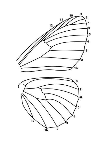 Крылья бабочки шаблон