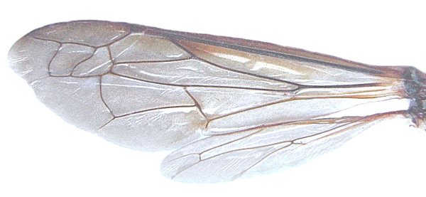 Крылья насекомых