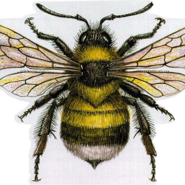 Шмель спорадикус