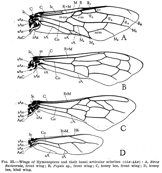 Строение крыльев пчелы