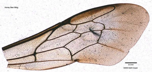 Пчела медоносная Крылья