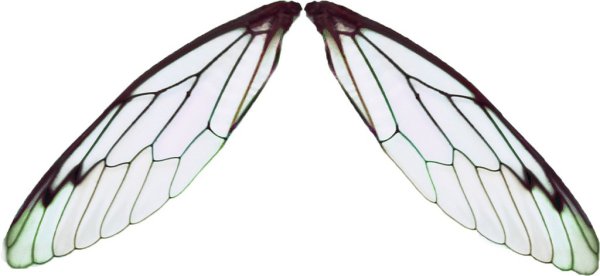 Махи крыльев