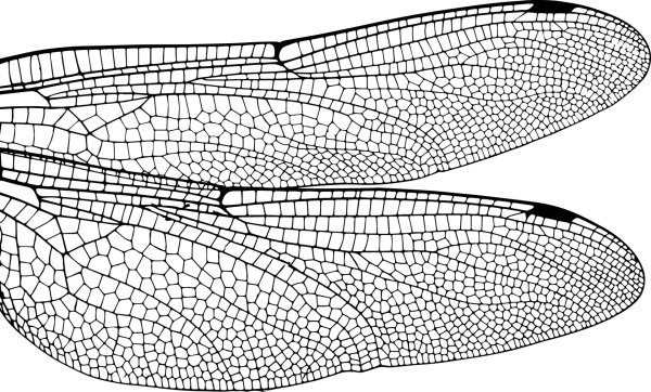 Крылья Стрекозы