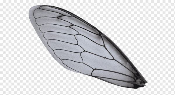 Крылья мухи