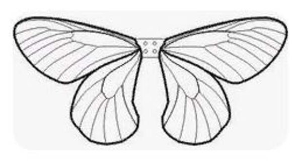 Крылья бабочки шаблон