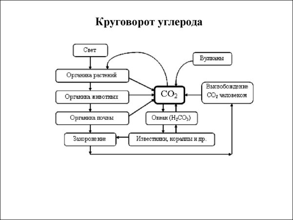 Составить схему круговорота углерода