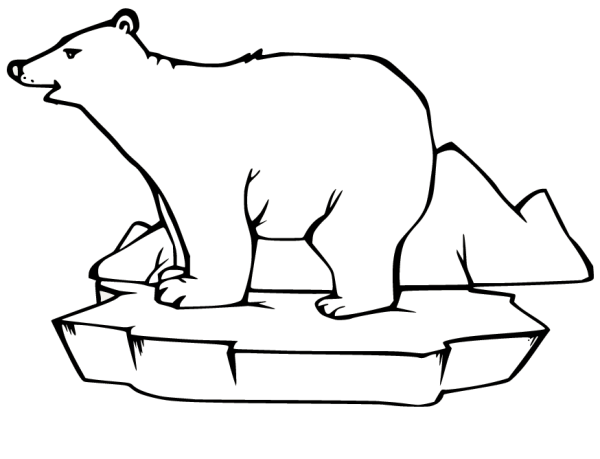 Белый медведь раскраска