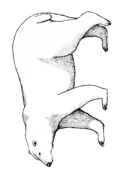 Белый Медвежонок рисунок