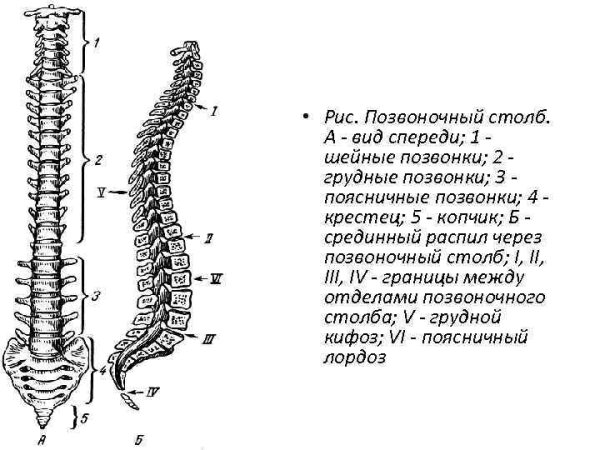 Строение позвоночника спереди