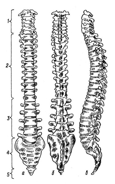 Позвоночный столб анатомия человека