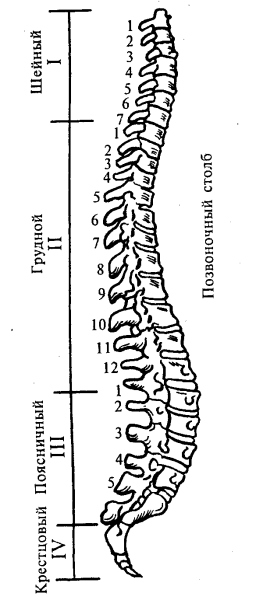 Строение позвоночника вид сбоку