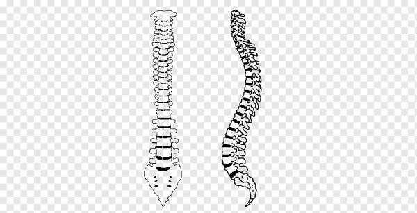 Позвоночный столб зарисовка