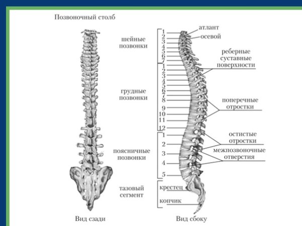 Отделы позвоночного столба анатомия