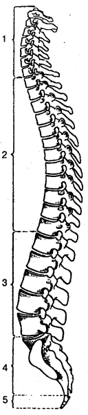 Скелет позвоночника Позвоночный столб