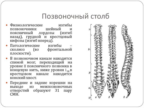 Отделы позвоночника топографическая анатомия