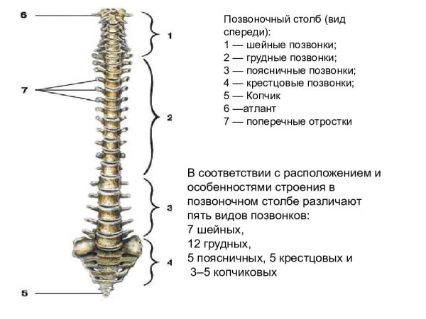 Позвоночный столб анатомия отделы и изгибы