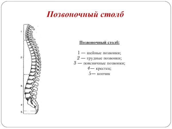 Схема отделов и изгибов позвоночного столба