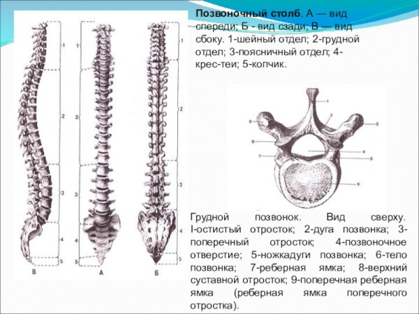 3 Поясничный позвонок спереди