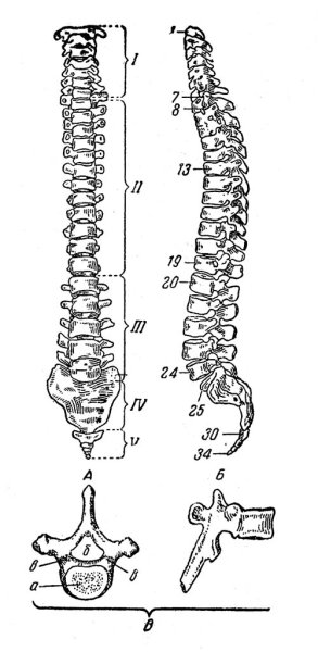 Позвонок сбоку схема