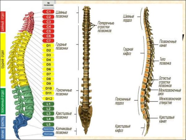 Строения скелета ЧЕЛОВЕКАСТРОЕНИЕ позаоночного столба