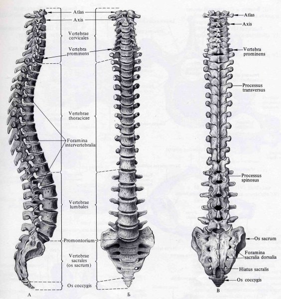 Отделы позвоночника анатомия латынь