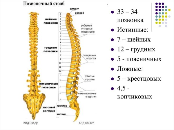 Отделы позвоночного столба анатомия