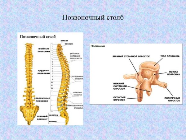 Строение позвоночного сегмента