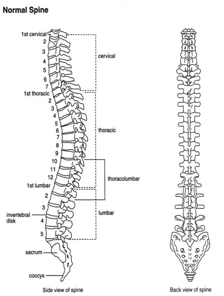 Строение позвоночника вид сбоку